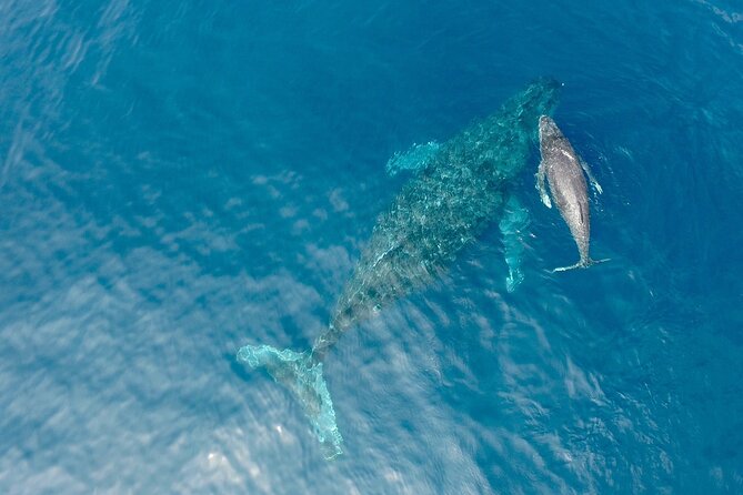 Whale Watching in Okinawa From Naha or Chatan - Licensed humpback watching from Naha or Chatan