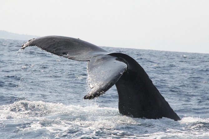 Whale Watching in Okinawa From Naha or Chatan - What you can realistically see (and what can shorten the trip)