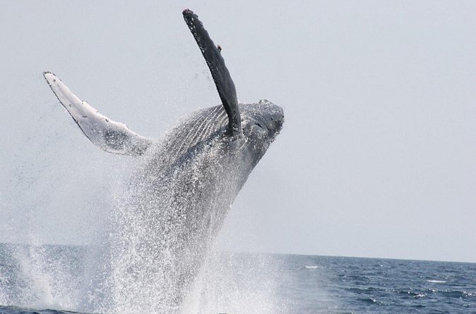 Whale Watching in Okinawa From Naha or Chatan - Price and value: what $39.64 buys you