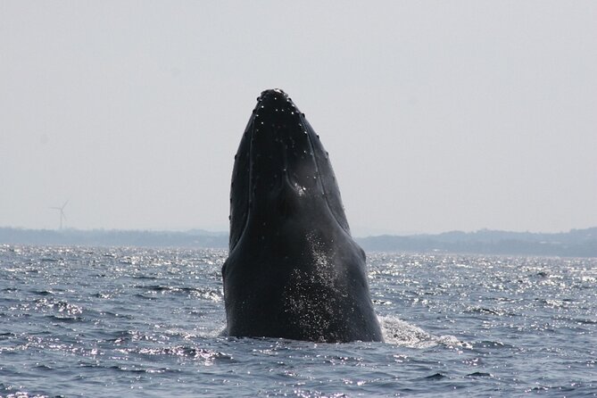 Whale Watching in Okinawa From Naha or Chatan - Getting there: Naha meeting point and how pickup works