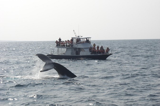 Whale Watching in Okinawa From Naha or Chatan - When weather turns rough: comfort, eligibility, and limits