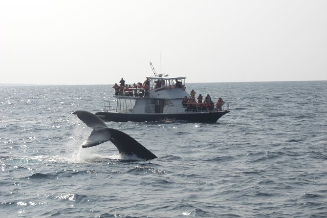 Whale Watching in Okinawa From Naha or Chatan - Photos after the tour: a small perk that can help you remember