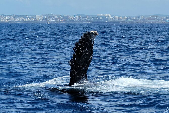 Whale Watching in Okinawa From Naha or Chatan - The boat experience: English guide and a smartphone audio guide