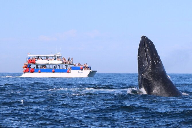 Whale Watching in Puerto Vallarta - Key Things I’d Bet You’ll Notice on This Whale Cruise