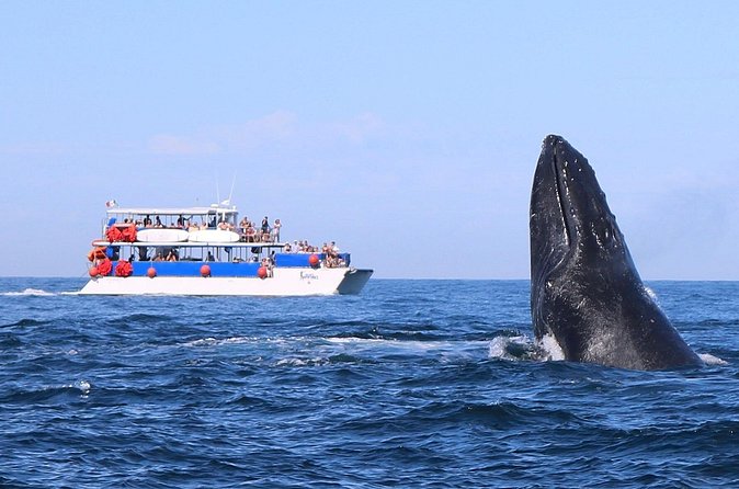 Whale Watching in Puerto Vallarta - Food and Open Bar: Fun, But Set Your Expectations