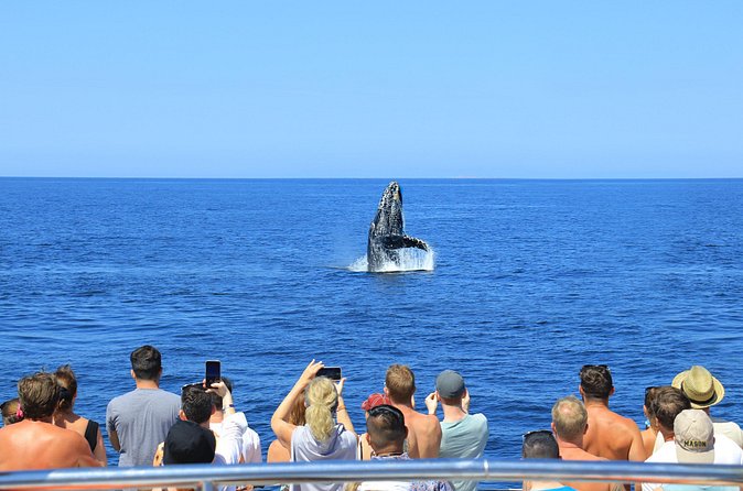 Whale Watching in Puerto Vallarta - Photo Opportunities from Sea Level (and How to Not Miss the Moment)