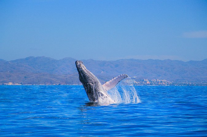Whale Watching in Puerto Vallarta - Getting There: Meeting Point and How to Keep the Morning Smooth