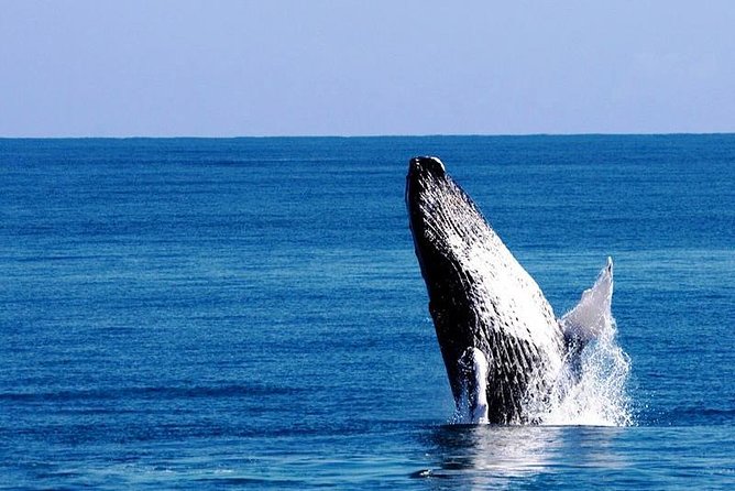 Whale Watching in Samana - Key things I’d plan for