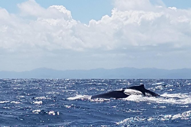 Whale Watching in Samana - The full-day timing: why this trip takes up your whole day
