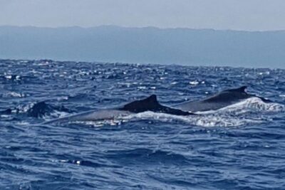 Whale Watching in Samana - Pickup from Puerto Plata, Sosua, or Cabarete: convenience with trade-offs