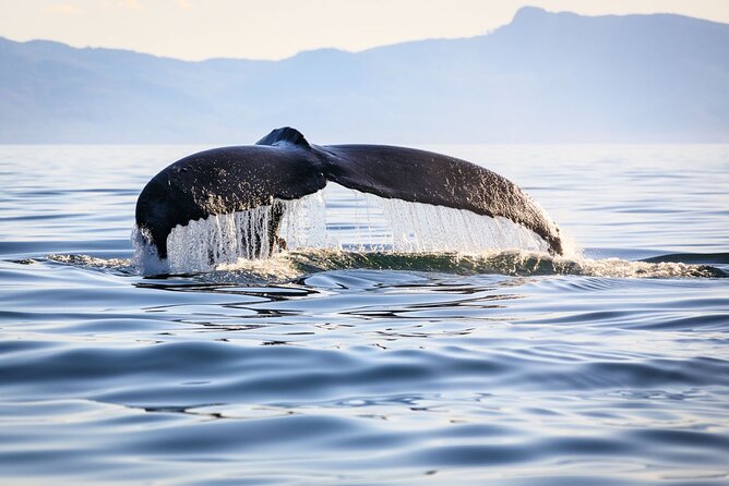 Whale Watching in Samaná Bay + Bacardi Island Beach- Full DayTrip - The Boat Ride on a Modern Motor Catamaran (and the Drench Factor)