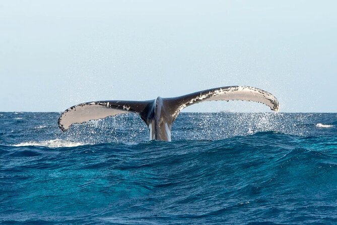 Whale Watching in Samaná Bay + Bacardi Island Beach- Full DayTrip - Cayo Levantado (Bacardi Island) Beach Break After the Whales