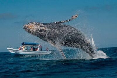Whale Watching in Samaná Bay + Bacardi Island Beach- Full DayTrip - Samaná Bay Humpback Whales: What “3 Meters” Really Means