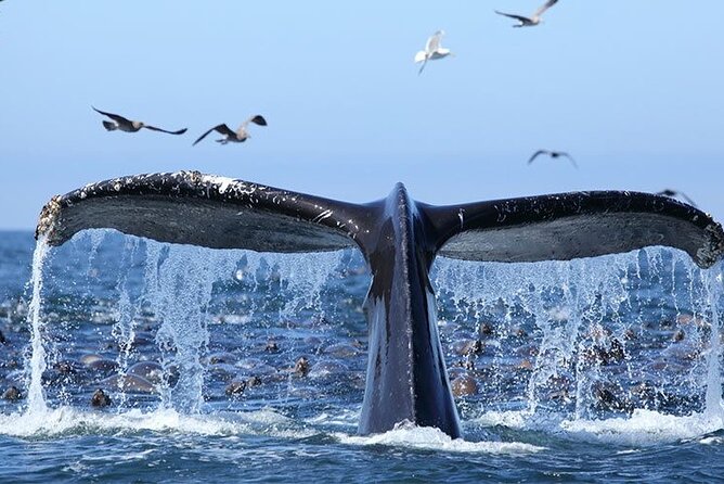 Whale Watching in Samaná Bay + Bacardi Island Beach- Full DayTrip - Lunch Buffet, Drinks, and What’s Included (So You Can Pack Smart)