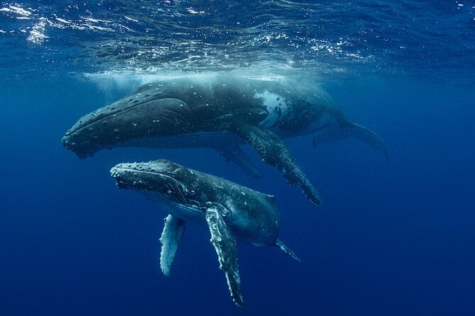 Whale Watching in Samaná Bay + Bacardi Island Beach- Full DayTrip - Timing and Tour Flow: Why the Day Feels Tight (and Still Works)