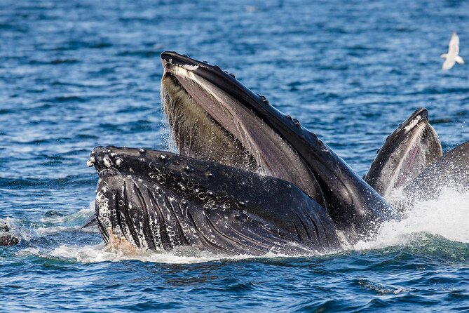Whale Watching in Samaná Bay + Bacardi Island Beach- Full DayTrip - Price and Value: What You’re Paying For at $169