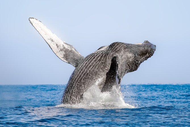 Whale Watching in Samaná Bay + Bacardi Island Beach- Full DayTrip - Who This Day Trip Suits Best (and Who Should Rethink It)