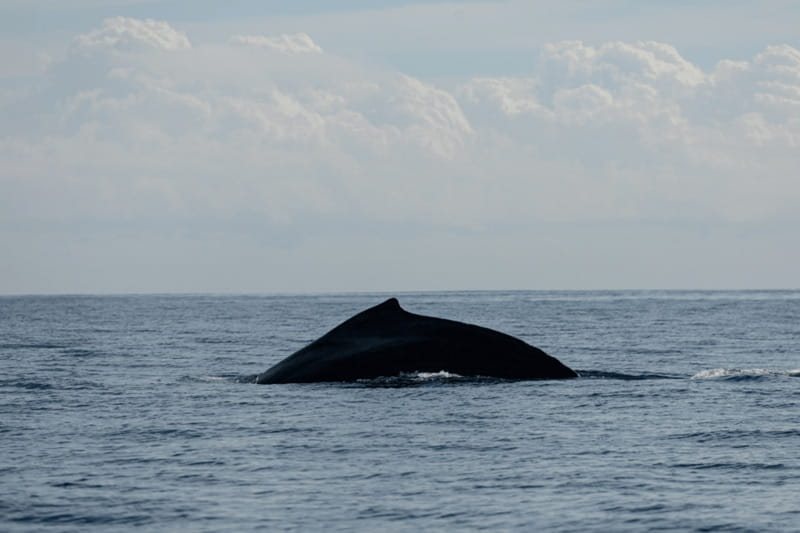 Whale Watching in San Jose del Cabo - Whale watching in San José del Cabo: what you’re really paying for