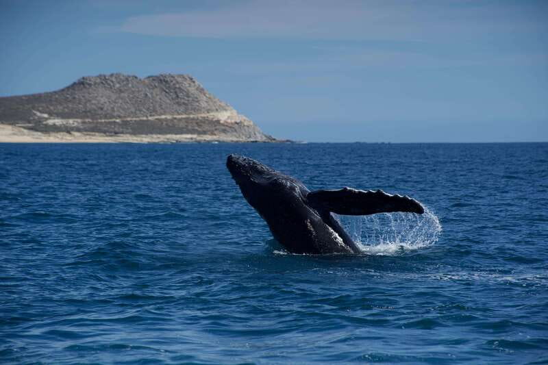 Whale Watching in San Jose del Cabo - The open-ocean search: briefing, scanning, and the moment it clicks