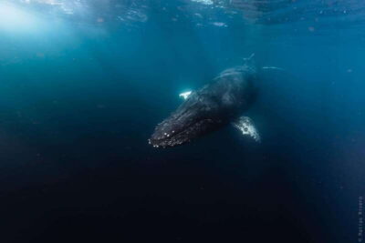 Whale Watching in San Jose del Cabo - The Boat and Small-Group Advantage (Max 8)
