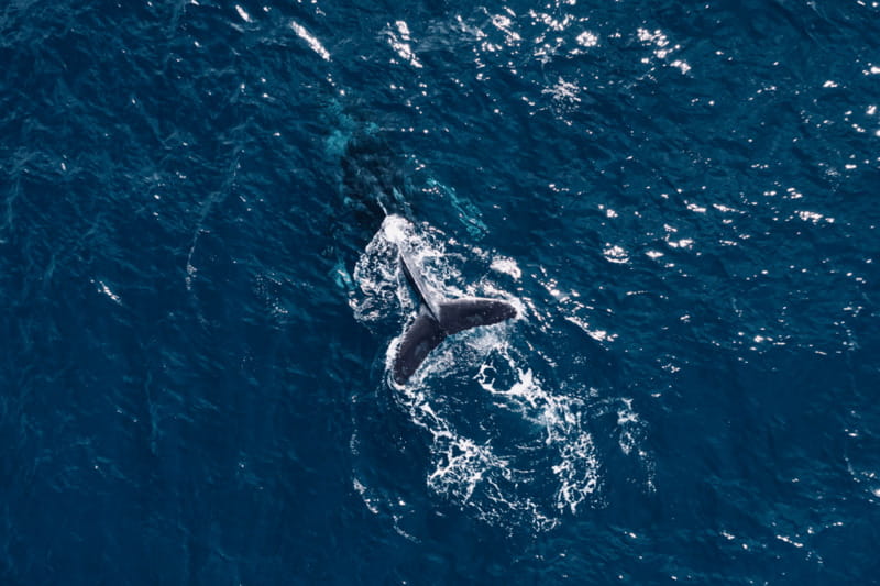 Whale Watching in San Jose del Cabo - Stop-by-stop breakdown: how the 2 hours typically flow