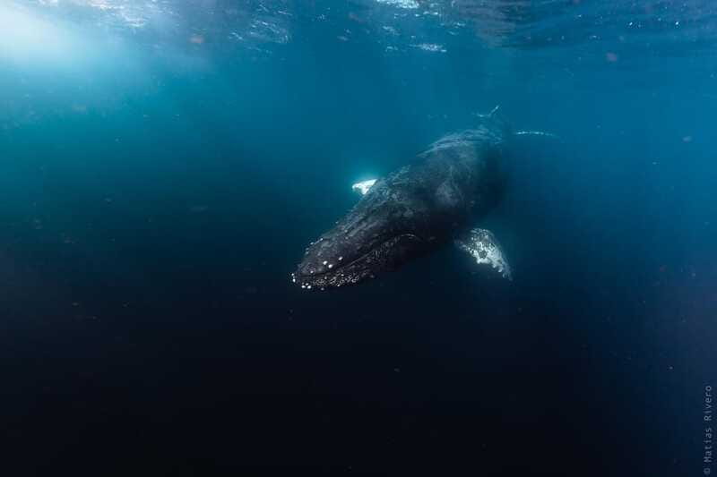 Whale Watching in San Jose del Cabo - Price check: does $140 make sense for what you get?