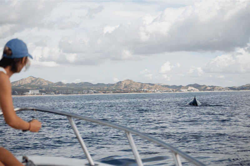 Whale Watching in San Jose del Cabo - What’s allowed on board (and what isn’t)