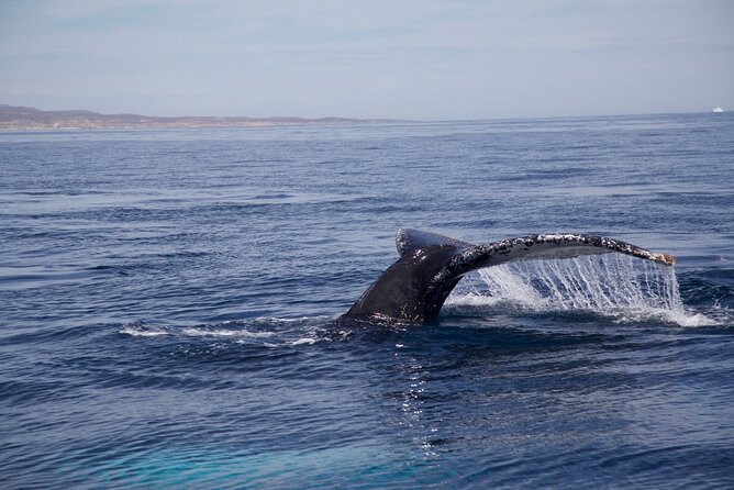 Whale Watching in San Jose del Cabo - Where You Stay Matters: Why San Jose del Cabo Wins