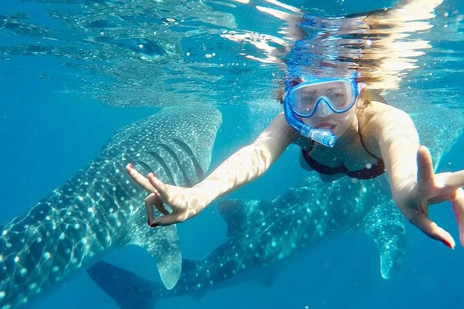 Whale Watching in Sumilon Island with Ocean View Resort and Lunch - Whale Shark Snorkeling in Oslob: Safety, Gear, and Close-Up Magic