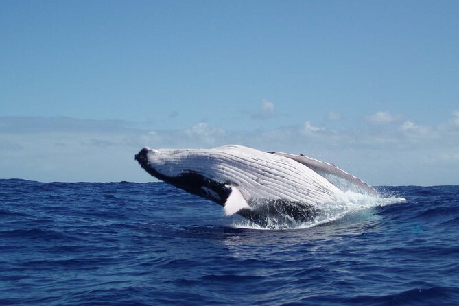 Whale watching in the calm of the peninsula with Tātahi tours - Why the Peninsula Calm Helps Your Whale Odds