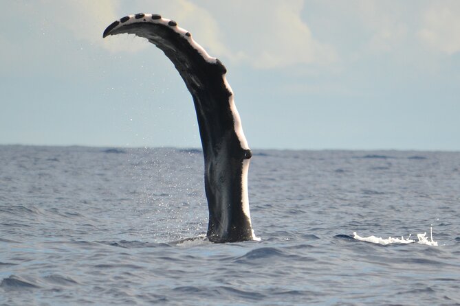 Whale watching in the calm of the peninsula with Tātahi tours - Route Overview: Toahotu, Teahupoo, and the Boat-Only World of Fenua Aihere