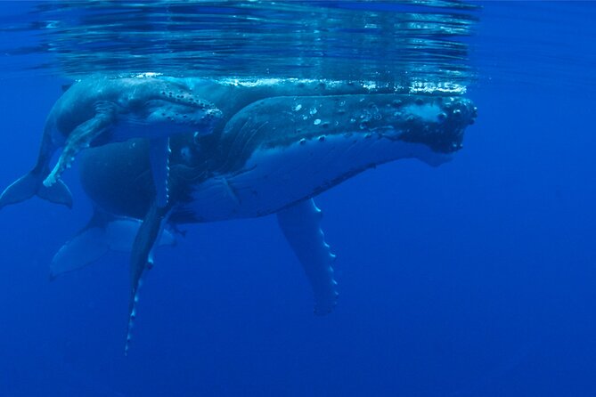 Whale watching in the calm of the peninsula with Tātahi tours - Snorkeling Time: When You Go In, and How to Do It Respectfully
