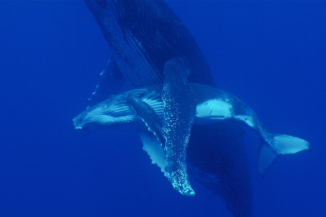 Whale watching in the calm of the peninsula with Tātahi tours - Price and Value: Is $193.13 Worth It for 4 Hours?