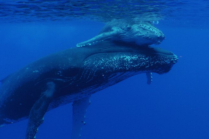 Whale watching in the calm of the peninsula with Tātahi tours - Who Should Book This Whale Watching Trip?