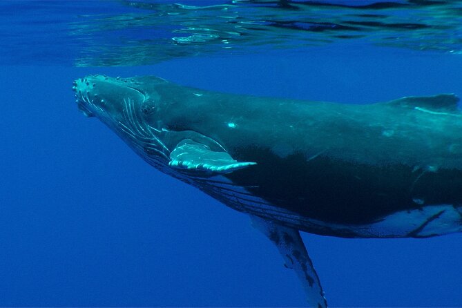 Whale watching in the calm of the peninsula with Tātahi tours - Practical Tips That Keep the Day Easy