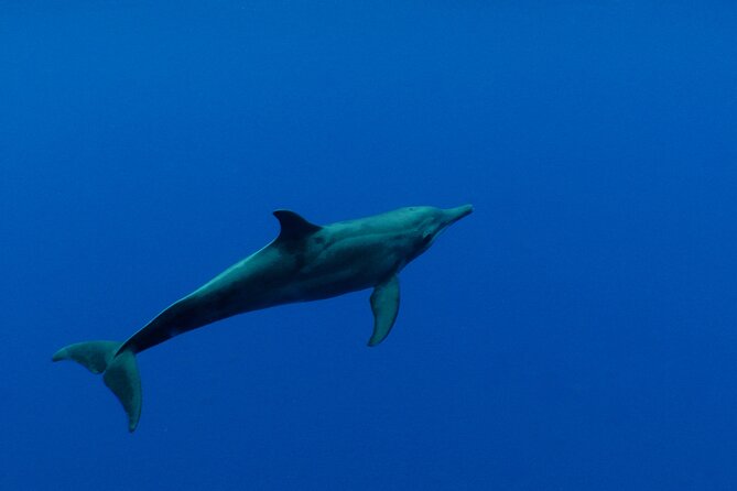 Whale watching in the calm of the peninsula with Tātahi tours - Should You Book Tātahi Tours Whale Watching?