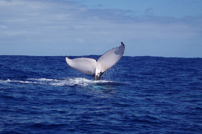 Whale watching in the calm of the peninsula with Tātahi tours - On Board With Tātahi Tours: Briefing, Whale Info, and the Hydrophone