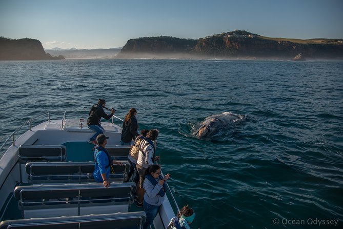 Whale Watching Knysna - Close Encounter Experience Ocean Odyssey - Where you meet and how the tour starts on Thesen Island