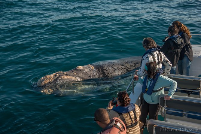 Whale Watching Knysna - Close Encounter Experience Ocean Odyssey - What the captain’s commentary adds (and why it changes your spotting)