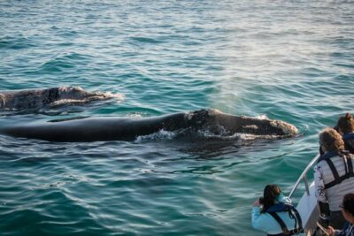 Whale Watching Knysna - Close Encounter Experience Ocean Odyssey - The boat ride and The Heads: what happens before the whales