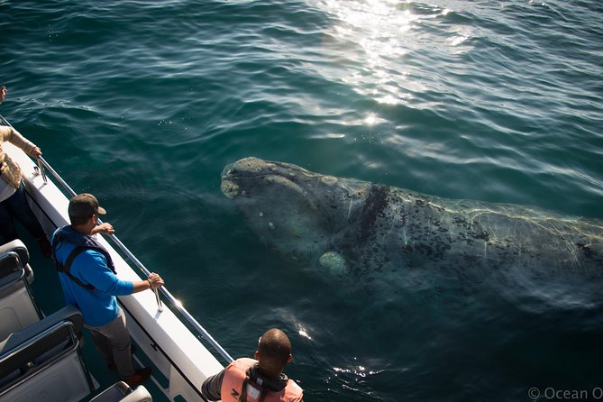 Whale Watching Knysna - Close Encounter Experience Ocean Odyssey - The close-encounter targets: Bryde’s, Southern right, humpbacks, and dolphin pods