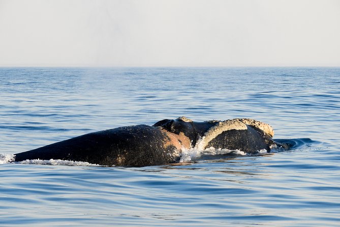 Whale Watching Knysna - Close Encounter Experience Ocean Odyssey - Safety, comfort, and the reality of motion