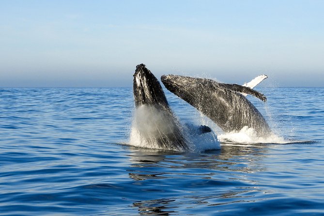 Whale Watching Knysna - Close Encounter Experience Ocean Odyssey - Price and value: is $94.90 a good deal here?