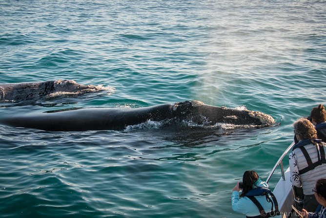 Whale Watching Knysna - Close Encounter Experience Ocean Odyssey - The boat ride and The Heads: what happens before the whales