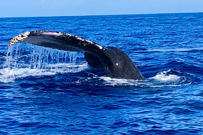Whale Watching & Late Breakfast Cruise in Honolulu - Whale Watching Reality Check: Great Odds, Not a Guarantee
