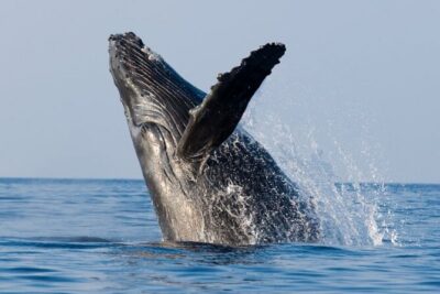 Whale Watching & Late Breakfast Cruise in Honolulu - Your Morning Route: Diamond Head (Lēʻahi) and Waikiki From Sea Level