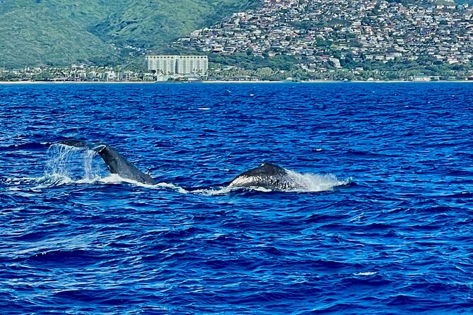 Whale Watching & Late Breakfast Cruise in Honolulu - Who This Cruise Is Best For (and Who Should Rethink It)