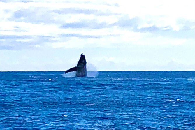 Whale Watching & Late Breakfast Cruise in Honolulu - Should You Book This Whale Watching & Breakfast Cruise?