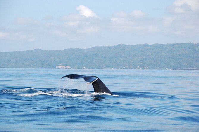 Whale Watching & Limón Waterfall Day Trip - Key highlights to know before you go
