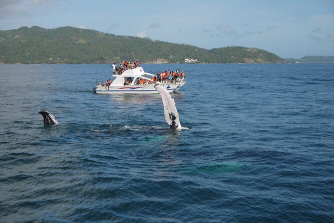Whale Watching & Limón Waterfall Day Trip - Why Samana Bay is a whale-watching winner from Punta Cana